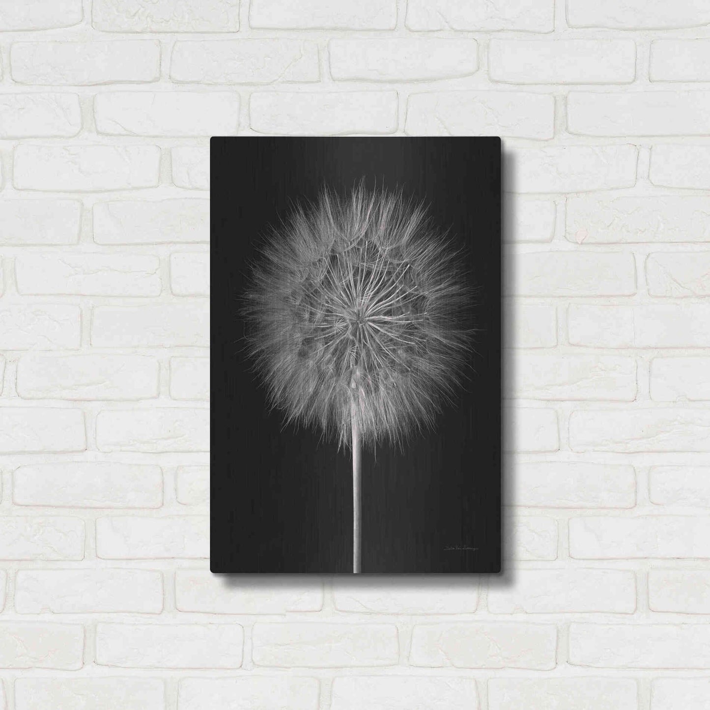 Luxe Metal Art 'Dandelion Fluff on Black' by Debra Van Swearingen, Metal Wall Art,16x24