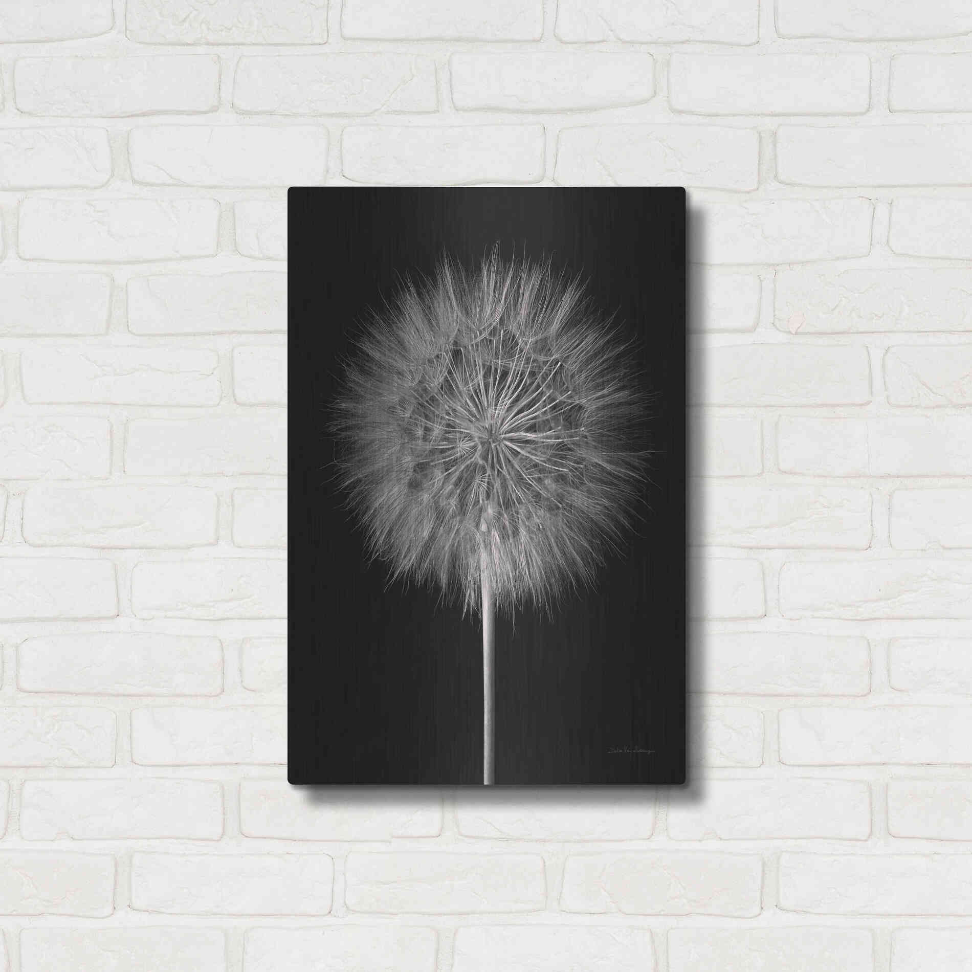 Luxe Metal Art 'Dandelion Fluff on Black' by Debra Van Swearingen, Metal Wall Art,16x24