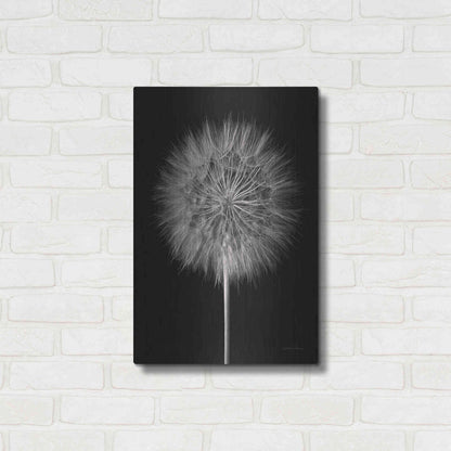Luxe Metal Art 'Dandelion Fluff on Black' by Debra Van Swearingen, Metal Wall Art,16x24