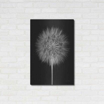 Luxe Metal Art 'Dandelion Fluff on Black' by Debra Van Swearingen, Metal Wall Art,24x36