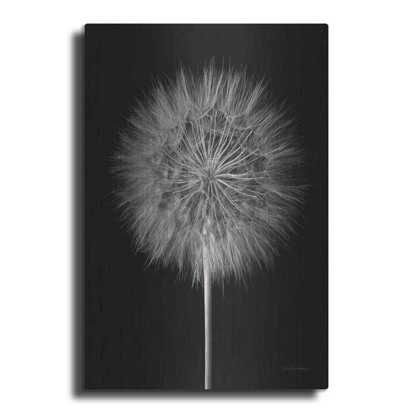Luxe Metal Art 'Dandelion Fluff on Black' by Debra Van Swearingen, Metal Wall Art