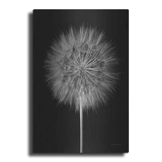 Luxe Metal Art 'Dandelion Fluff on Black' by Debra Van Swearingen, Metal Wall Art