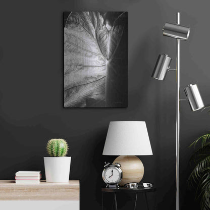 Luxe Metal Art 'Elephant Ear I' by Debra Van Swearingen, Metal Wall Art,16x24