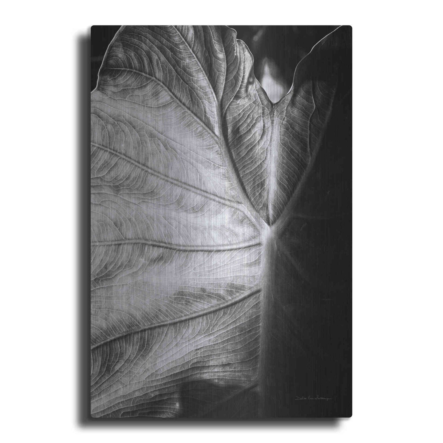 Luxe Metal Art 'Elephant Ear I' by Debra Van Swearingen, Metal Wall Art