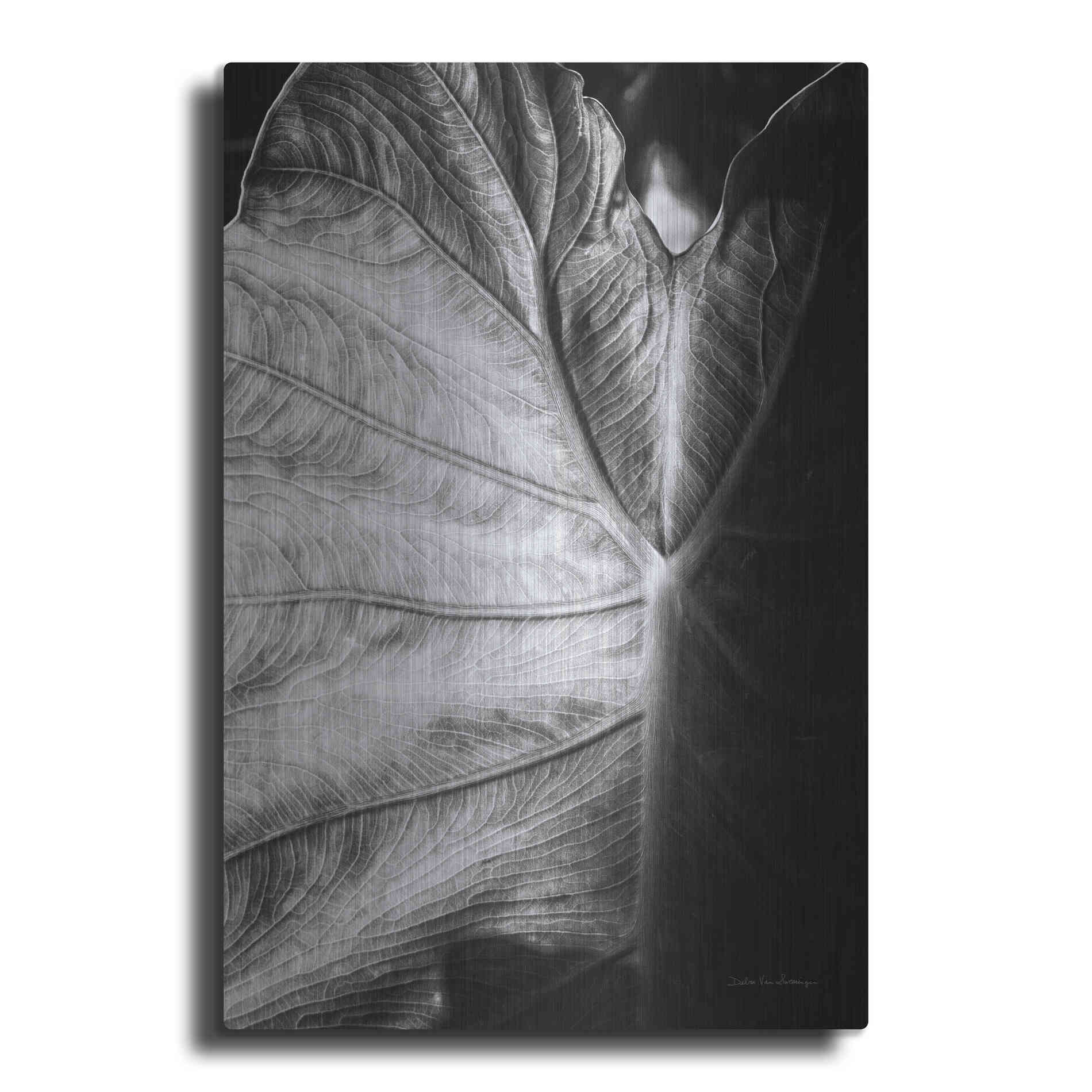 Luxe Metal Art 'Elephant Ear I' by Debra Van Swearingen, Metal Wall Art
