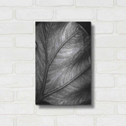 Luxe Metal Art 'Elephant Ear II' by Debra Van Swearingen, Metal Wall Art,12x16