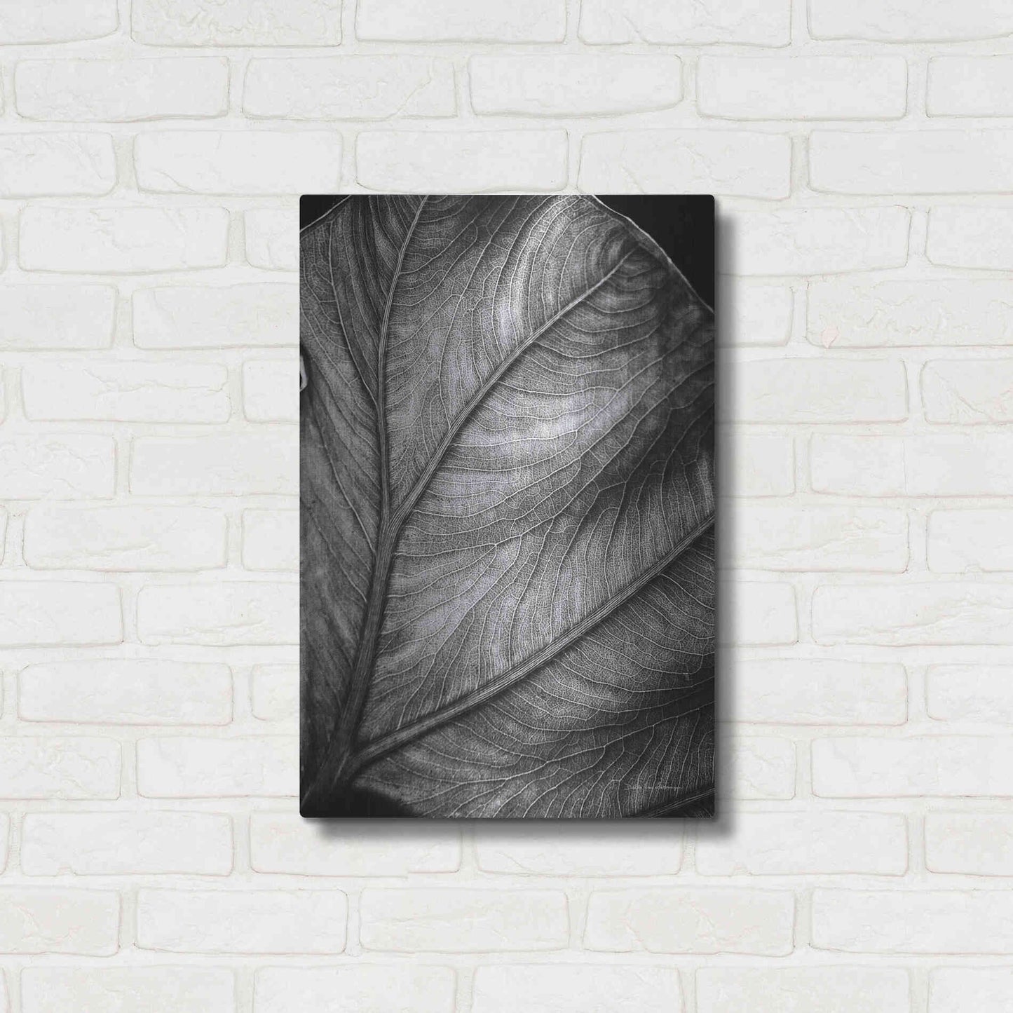 Luxe Metal Art 'Elephant Ear II' by Debra Van Swearingen, Metal Wall Art,16x24