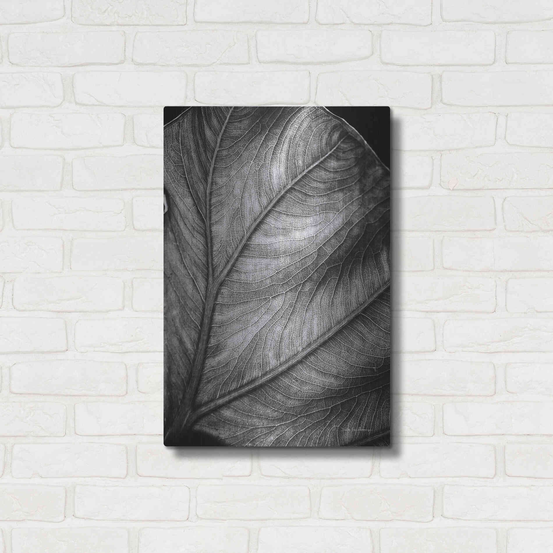 Luxe Metal Art 'Elephant Ear II' by Debra Van Swearingen, Metal Wall Art,16x24