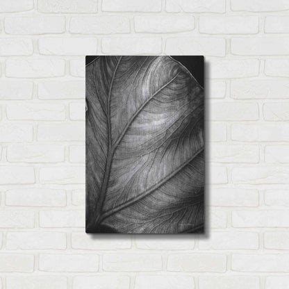 Luxe Metal Art 'Elephant Ear II' by Debra Van Swearingen, Metal Wall Art,16x24