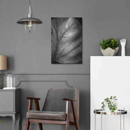 Luxe Metal Art 'Elephant Ear II' by Debra Van Swearingen, Metal Wall Art,16x24