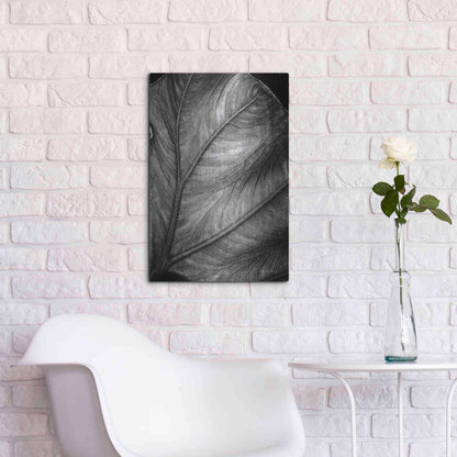 Luxe Metal Art 'Elephant Ear II' by Debra Van Swearingen, Metal Wall Art,16x24