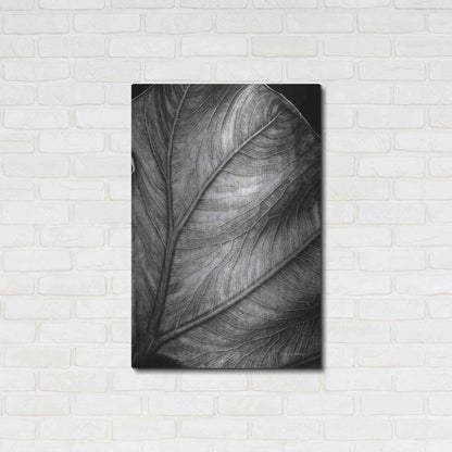 Luxe Metal Art 'Elephant Ear II' by Debra Van Swearingen, Metal Wall Art,24x36