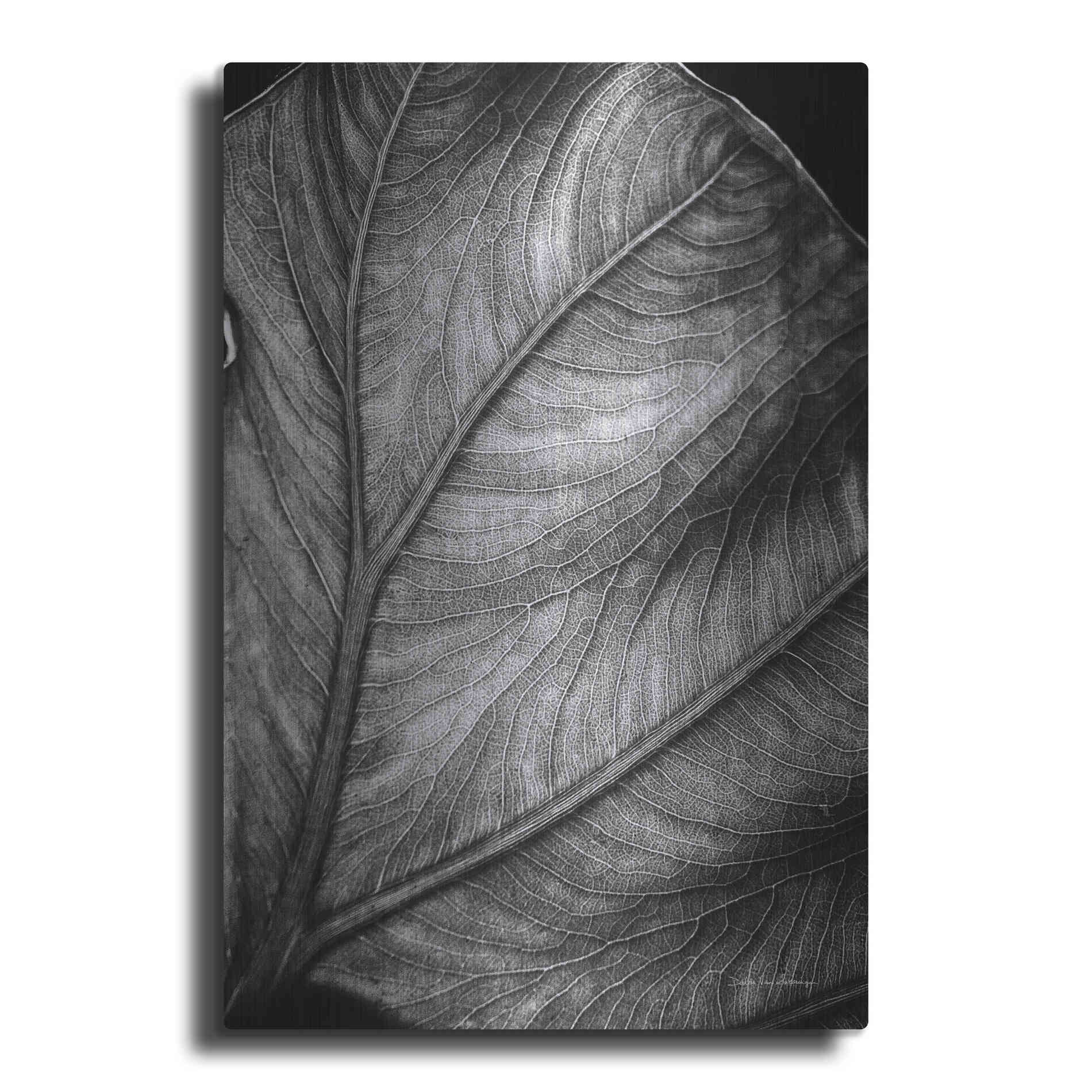 Luxe Metal Art 'Elephant Ear II' by Debra Van Swearingen, Metal Wall Art