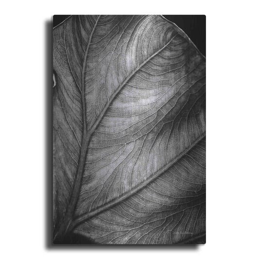 Luxe Metal Art 'Elephant Ear II' by Debra Van Swearingen, Metal Wall Art