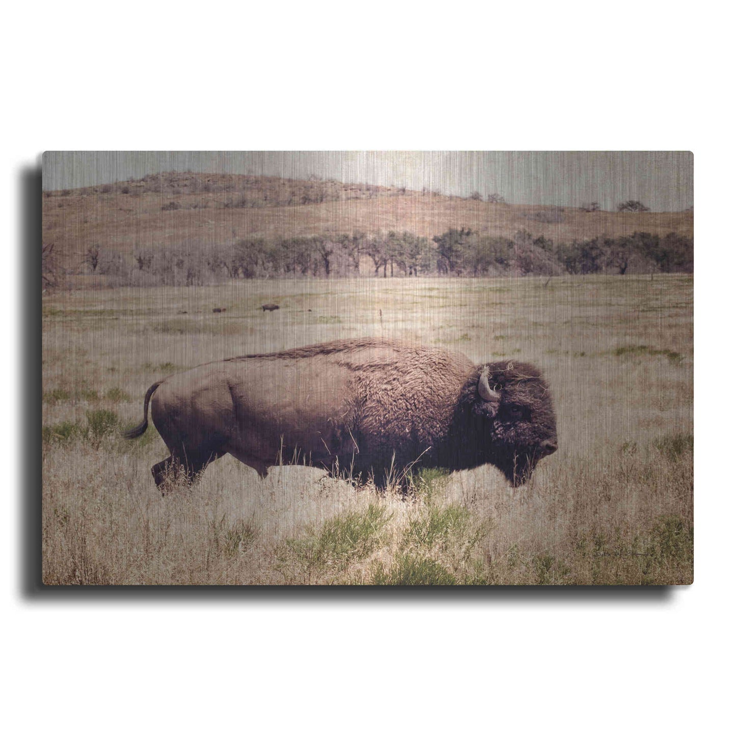 Luxe Metal Art 'Buffalo I' by Debra Van Swearingen, Metal Wall Art