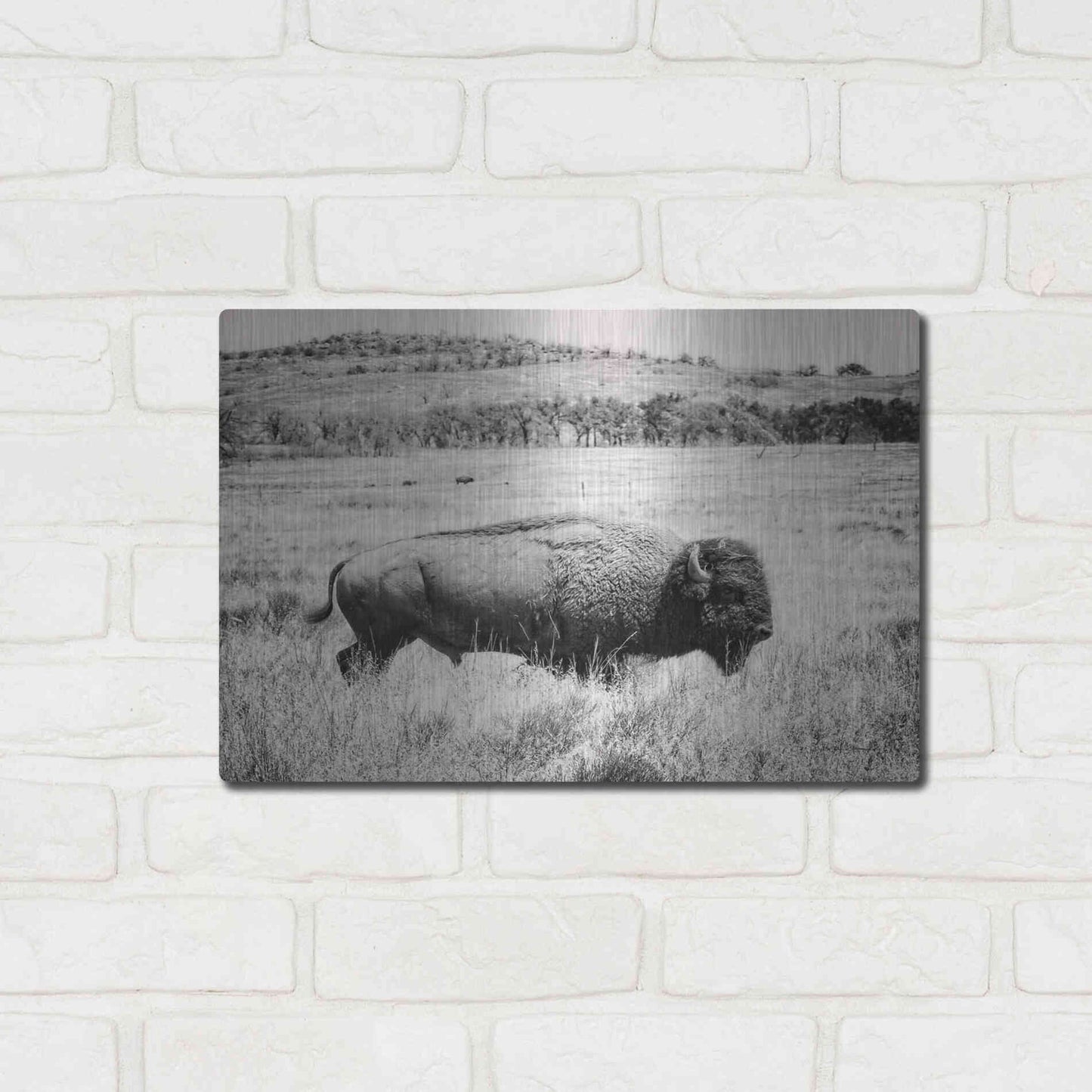 Luxe Metal Art 'Buffalo I BW' by Debra Van Swearingen, Metal Wall Art,16x12