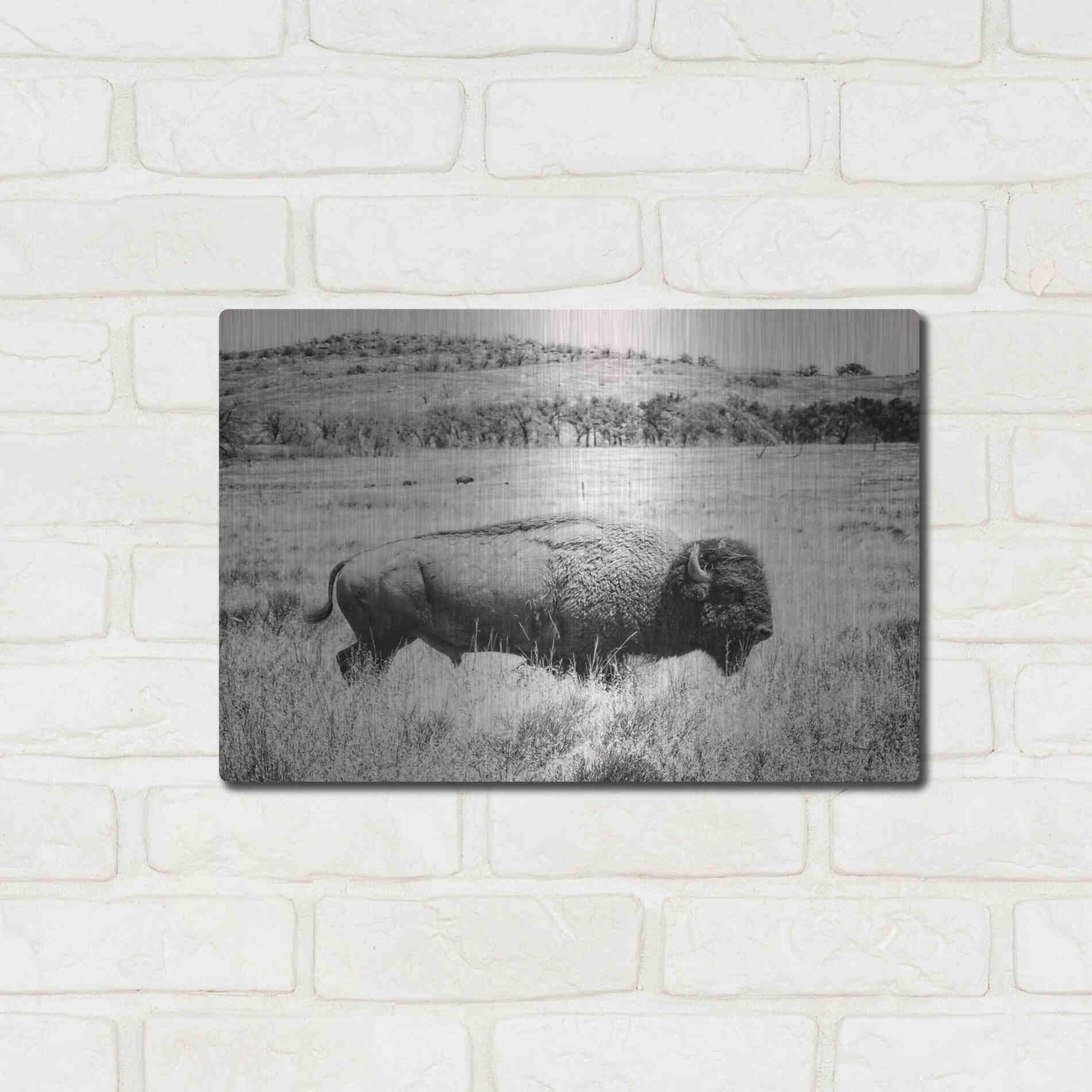 Luxe Metal Art 'Buffalo I BW' by Debra Van Swearingen, Metal Wall Art,16x12