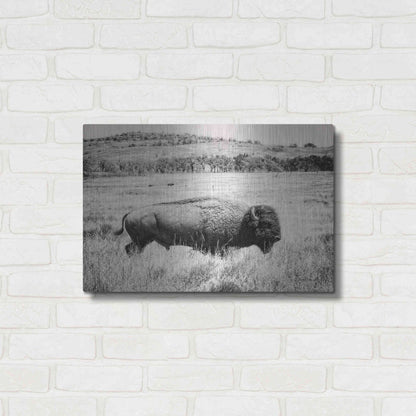 Luxe Metal Art 'Buffalo I BW' by Debra Van Swearingen, Metal Wall Art,24x16