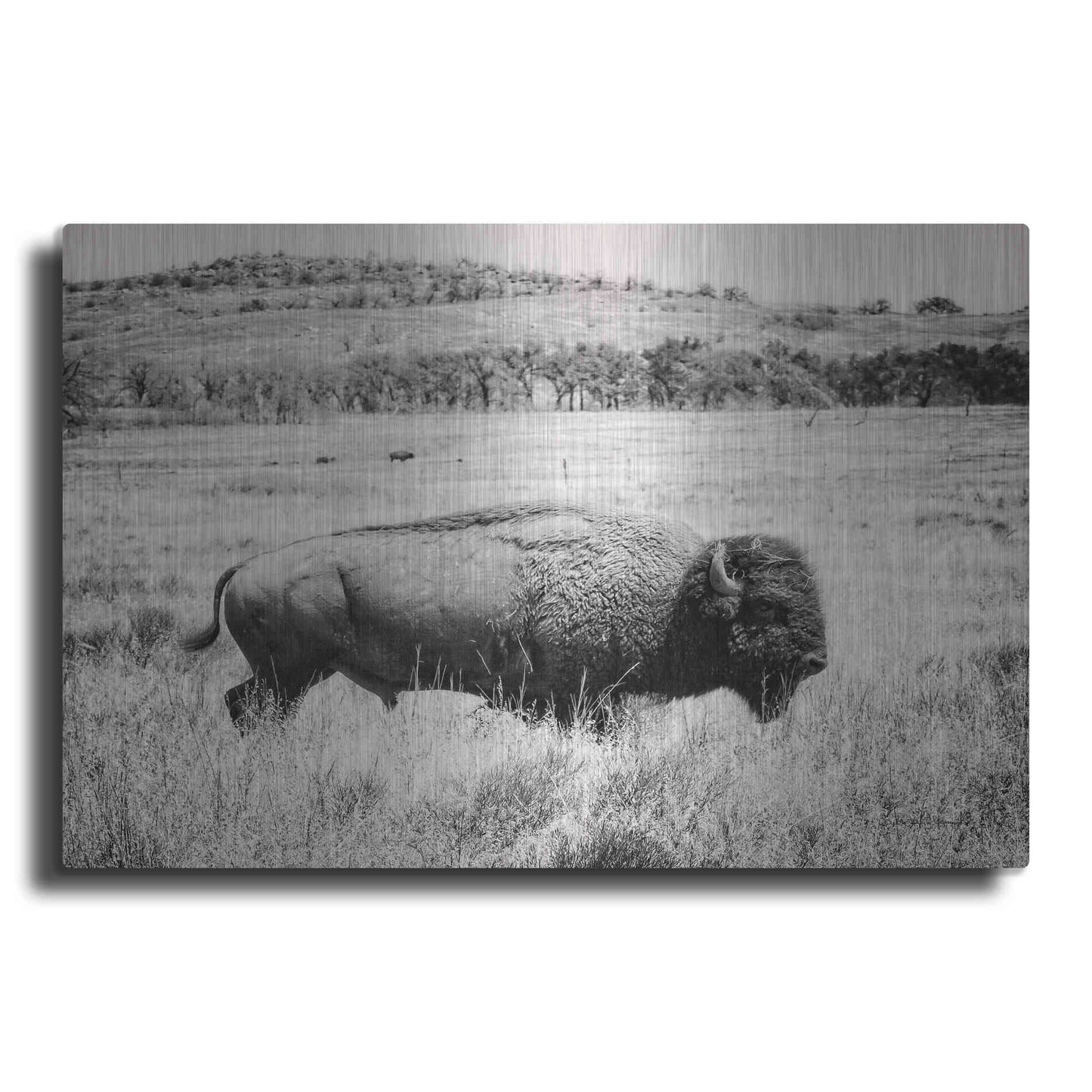 Luxe Metal Art 'Buffalo I BW' by Debra Van Swearingen, Metal Wall Art