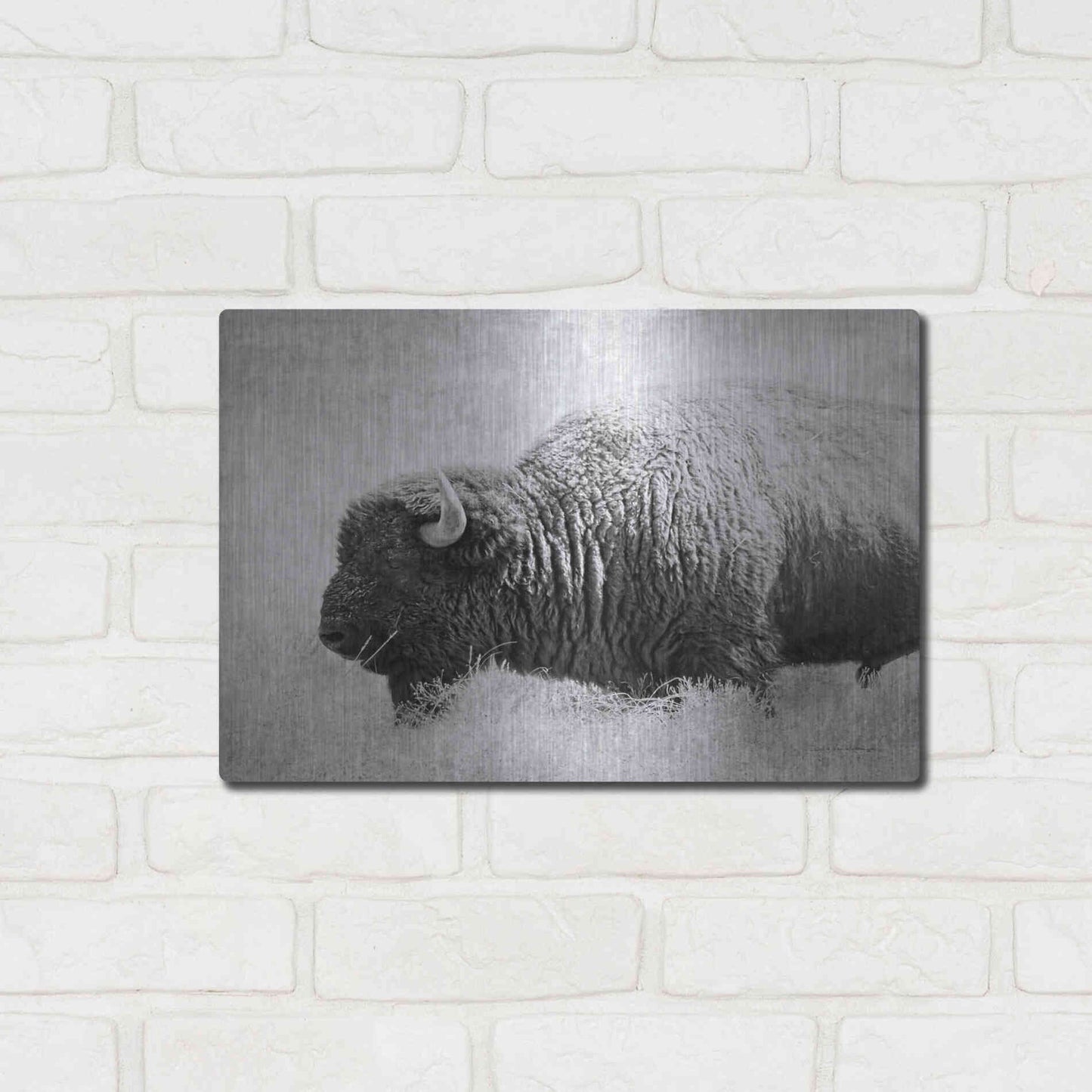 Luxe Metal Art 'Buffalo II BW' by Debra Van Swearingen, Metal Wall Art,16x12