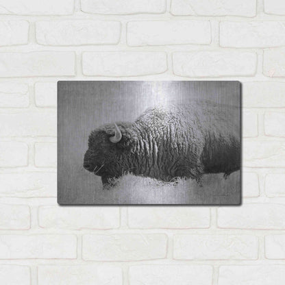 Luxe Metal Art 'Buffalo II BW' by Debra Van Swearingen, Metal Wall Art,16x12