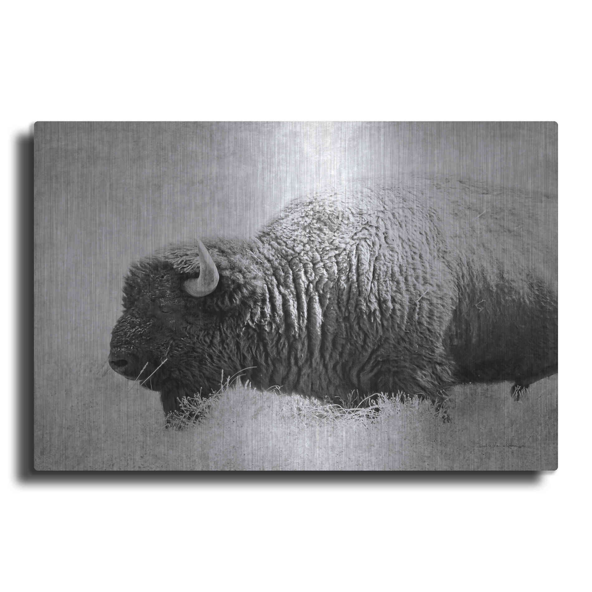 Luxe Metal Art 'Buffalo II BW' by Debra Van Swearingen, Metal Wall Art