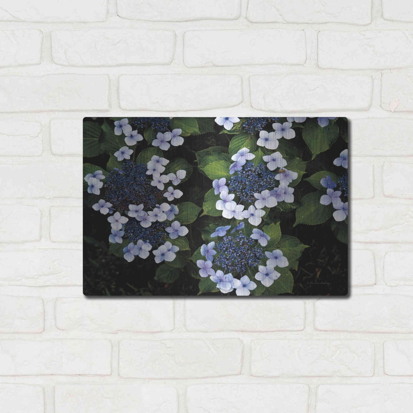 Luxe Metal Art 'Hydrangeas Opening' by Debra Van Swearingen, Metal Wall Art,16x12