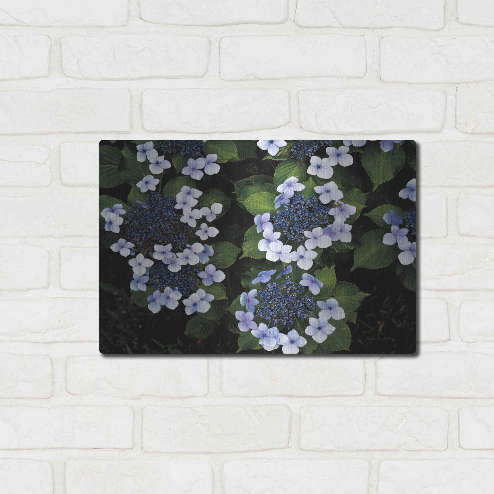 Luxe Metal Art 'Hydrangeas Opening' by Debra Van Swearingen, Metal Wall Art,16x12