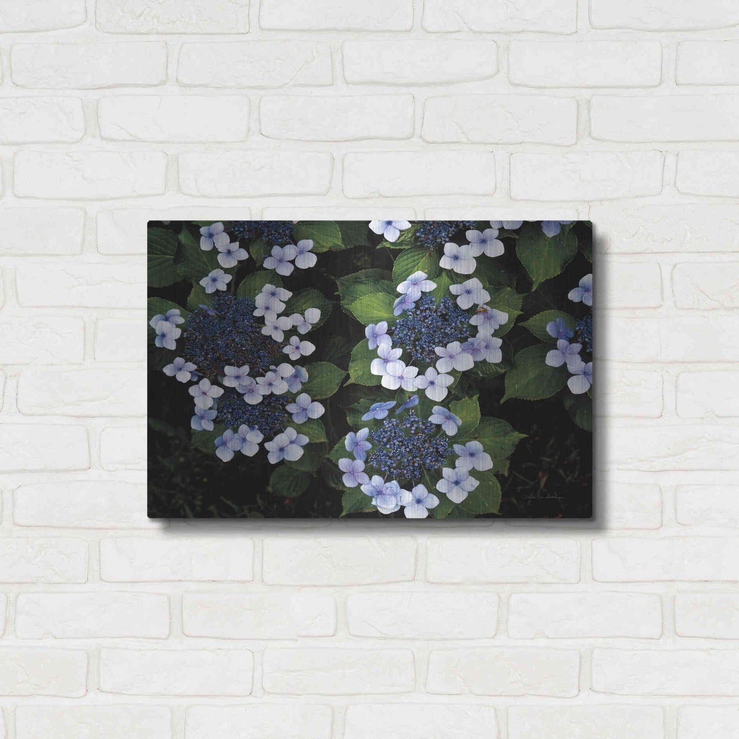 Luxe Metal Art 'Hydrangeas Opening' by Debra Van Swearingen, Metal Wall Art,24x16