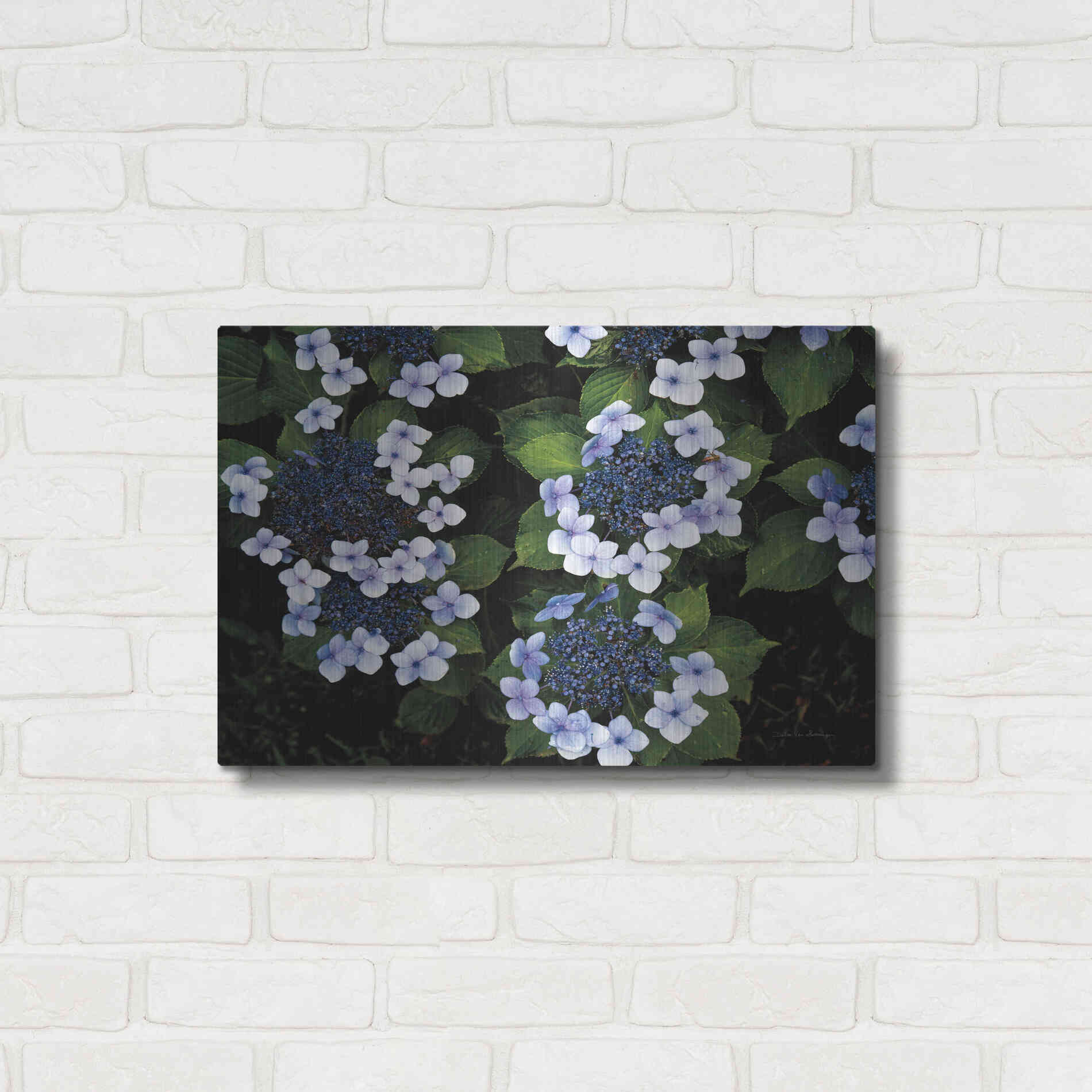 Luxe Metal Art 'Hydrangeas Opening' by Debra Van Swearingen, Metal Wall Art,24x16