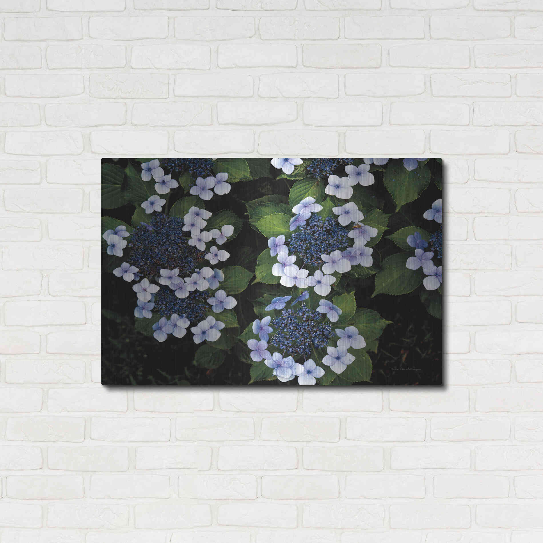 Luxe Metal Art 'Hydrangeas Opening' by Debra Van Swearingen, Metal Wall Art,36x24