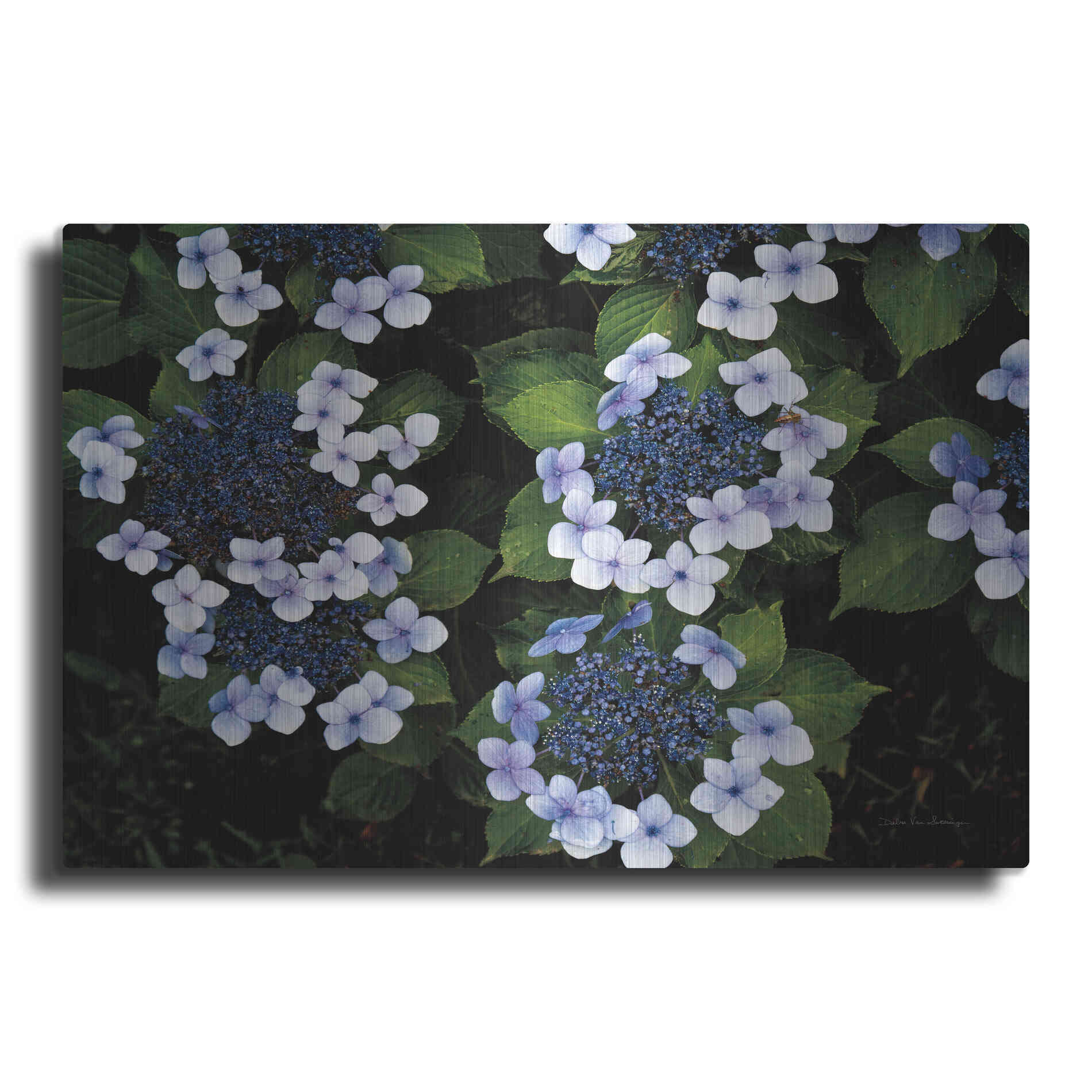Luxe Metal Art 'Hydrangeas Opening' by Debra Van Swearingen, Metal Wall Art