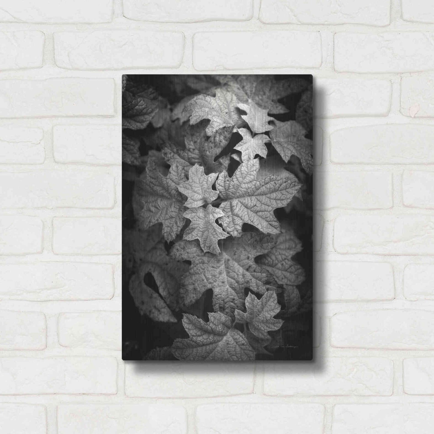 Luxe Metal Art 'Hydrangea Leaves in Black and White' by Debra Van Swearingen, Metal Wall Art,12x16