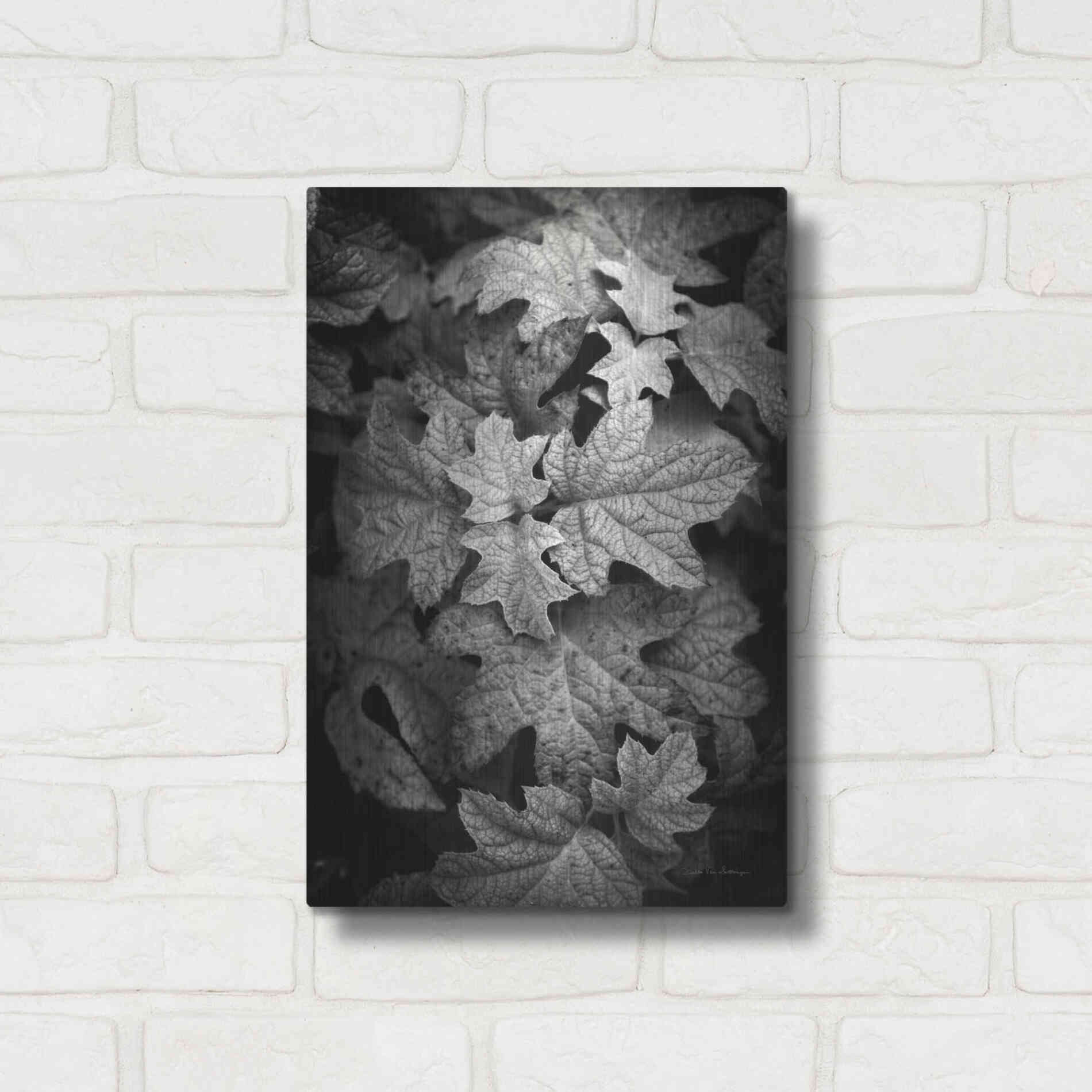 Luxe Metal Art 'Hydrangea Leaves in Black and White' by Debra Van Swearingen, Metal Wall Art,12x16