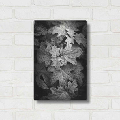 Luxe Metal Art 'Hydrangea Leaves in Black and White' by Debra Van Swearingen, Metal Wall Art,12x16