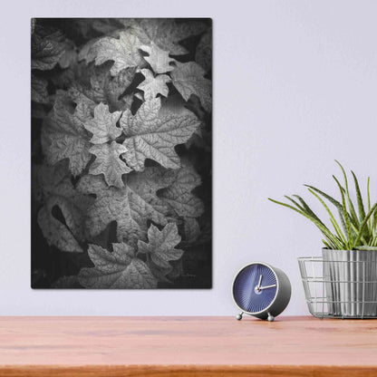 Luxe Metal Art 'Hydrangea Leaves in Black and White' by Debra Van Swearingen, Metal Wall Art,12x16