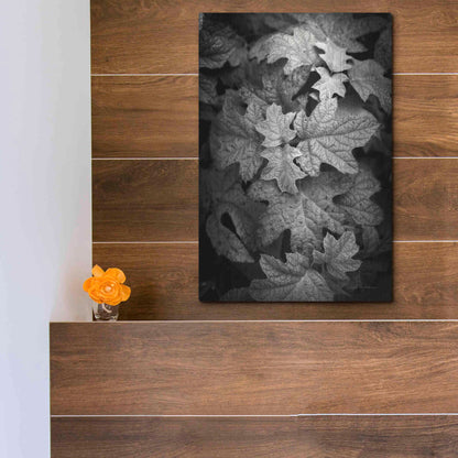 Luxe Metal Art 'Hydrangea Leaves in Black and White' by Debra Van Swearingen, Metal Wall Art,12x16