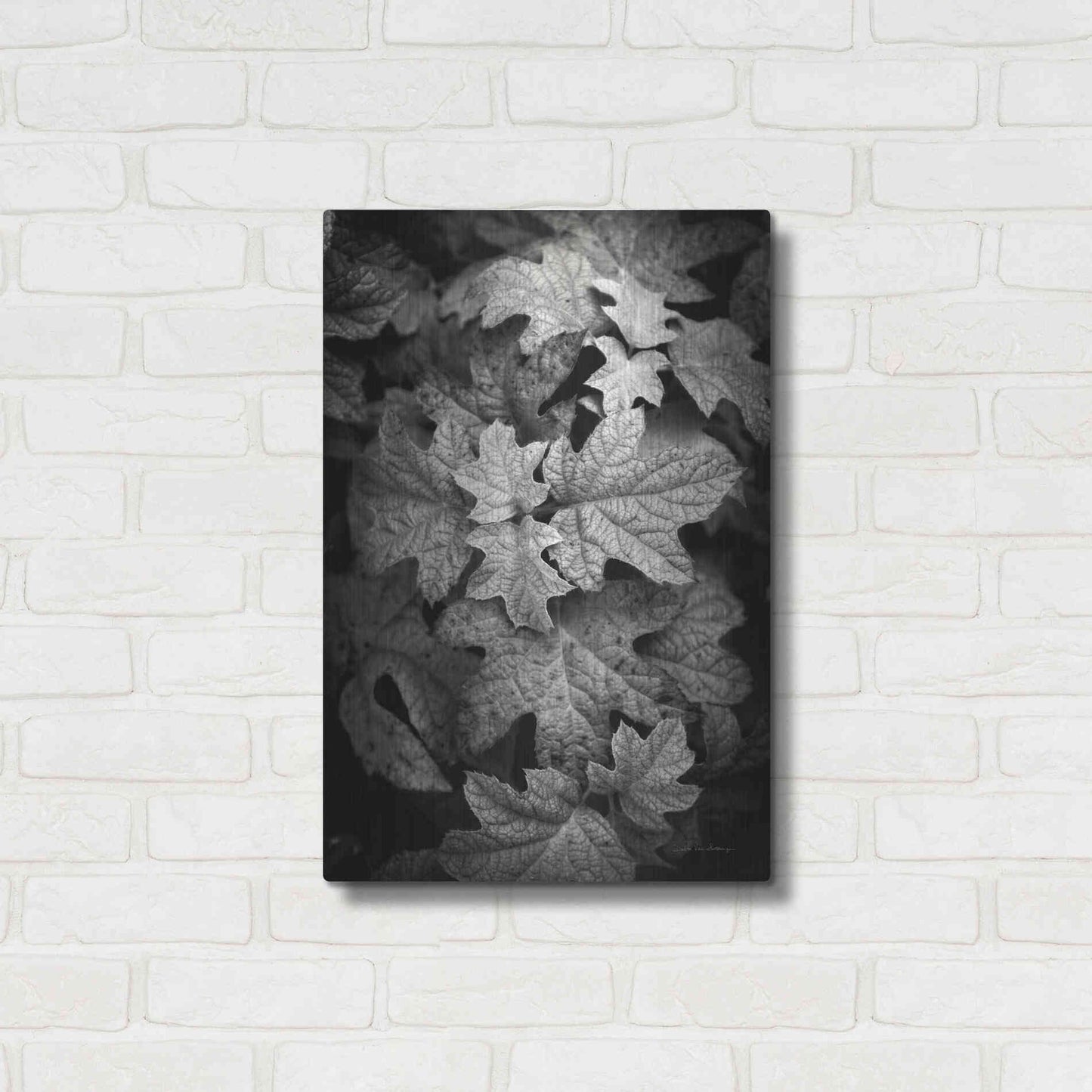 Luxe Metal Art 'Hydrangea Leaves in Black and White' by Debra Van Swearingen, Metal Wall Art,16x24