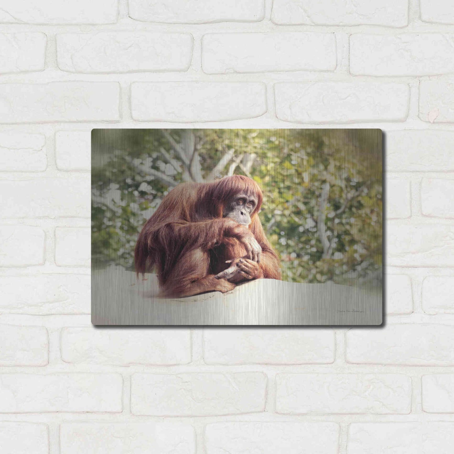 Luxe Metal Art 'Orangutan' by Debra Van Swearingen, Metal Wall Art,16x12