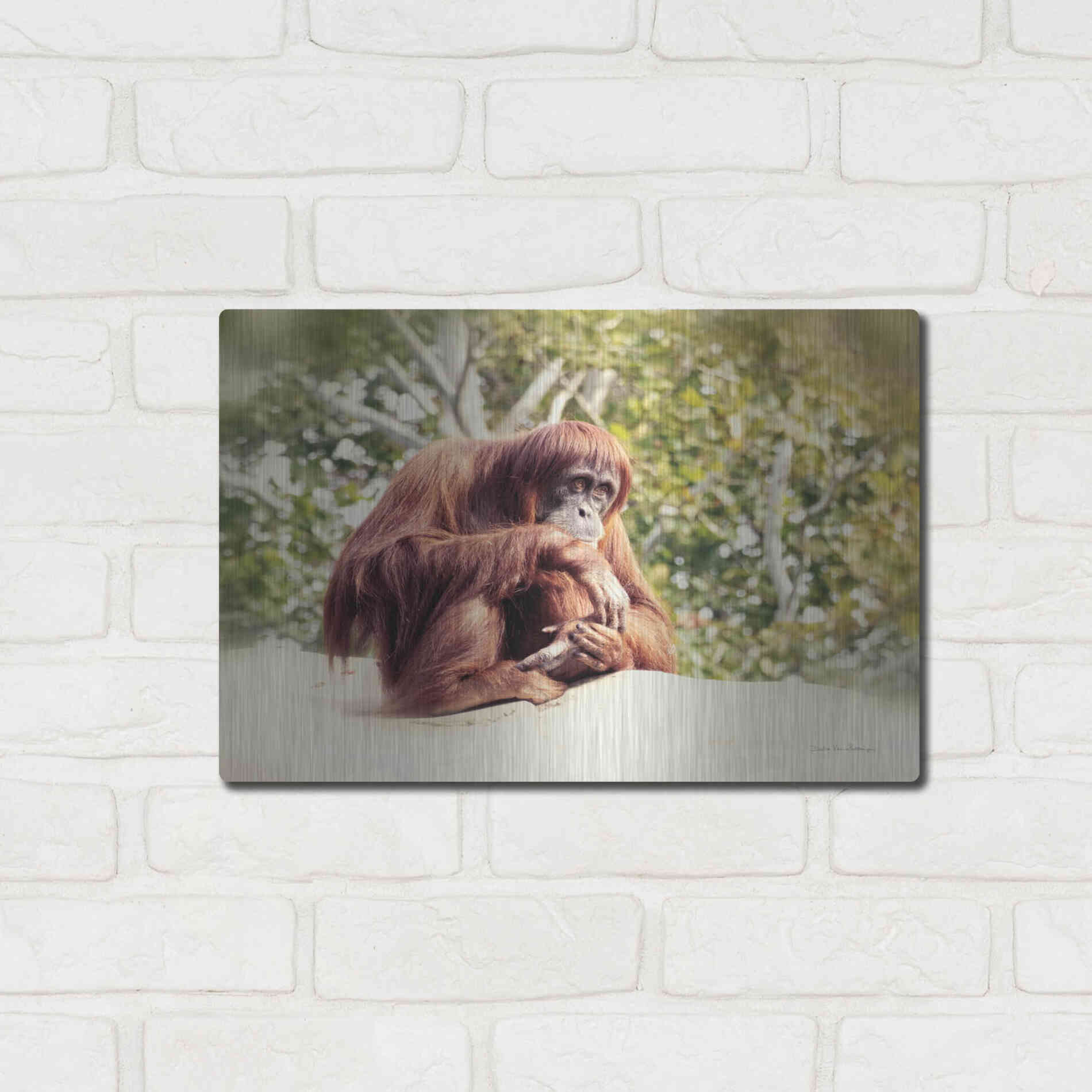 Luxe Metal Art 'Orangutan' by Debra Van Swearingen, Metal Wall Art,16x12