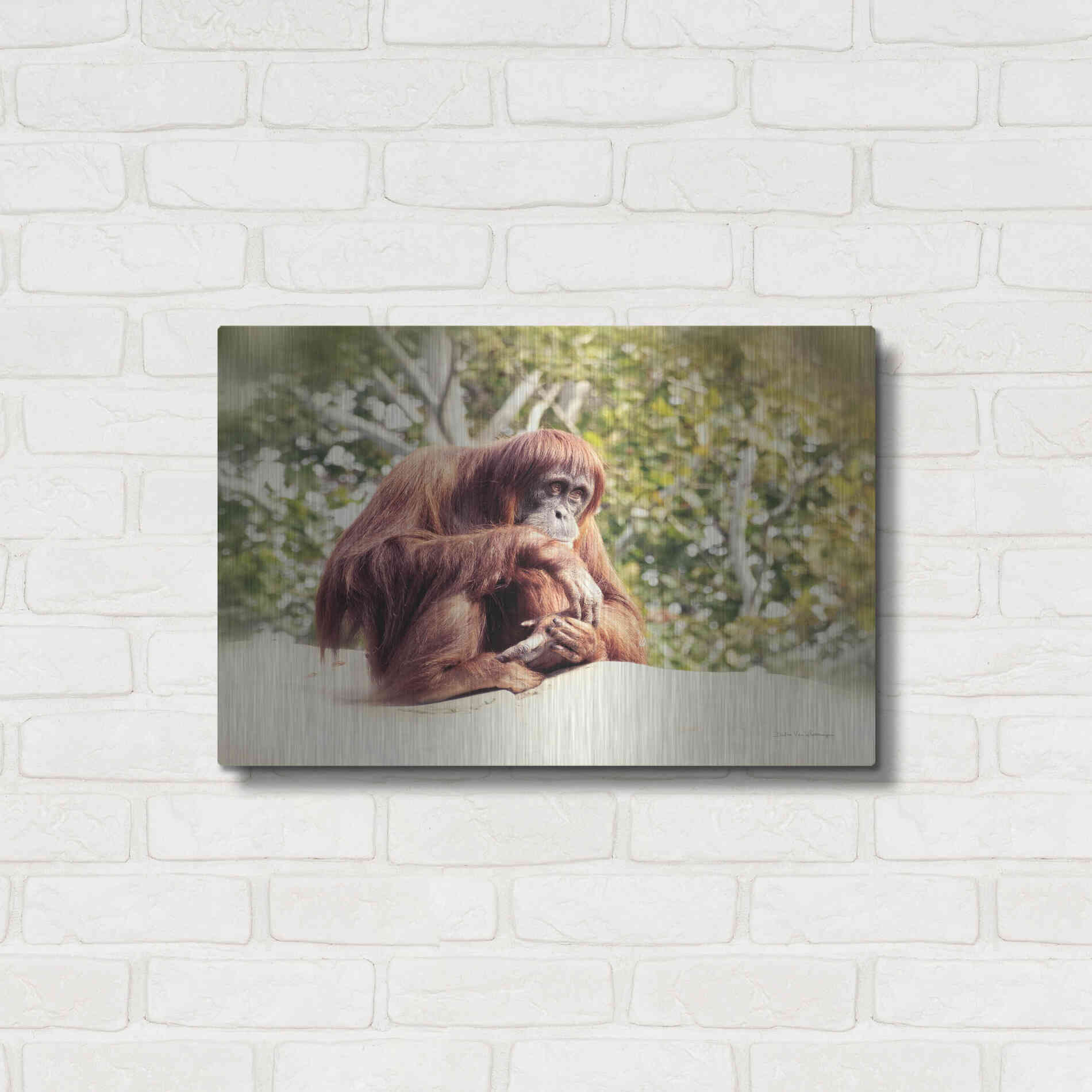 Luxe Metal Art 'Orangutan' by Debra Van Swearingen, Metal Wall Art,24x16
