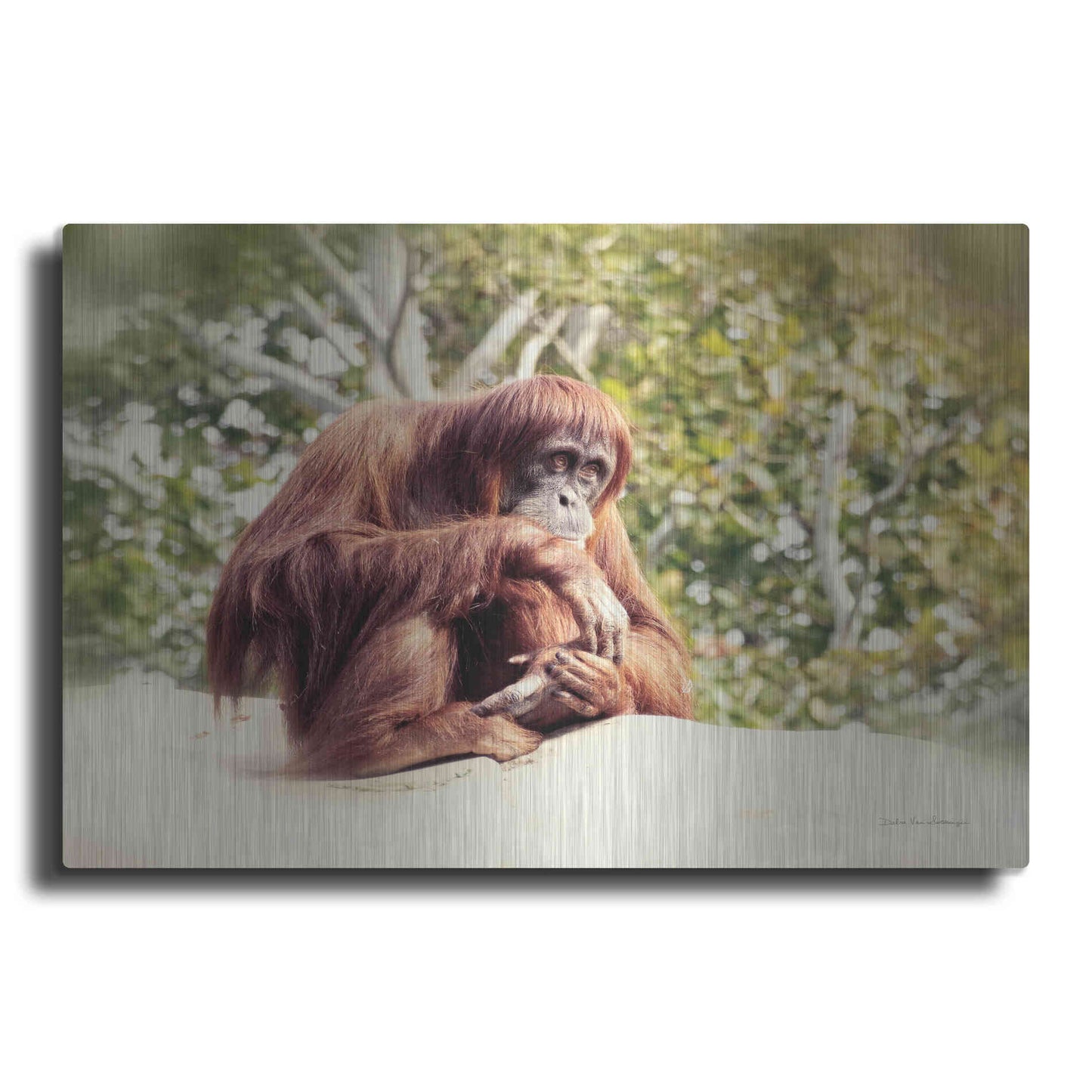 Luxe Metal Art 'Orangutan' by Debra Van Swearingen, Metal Wall Art