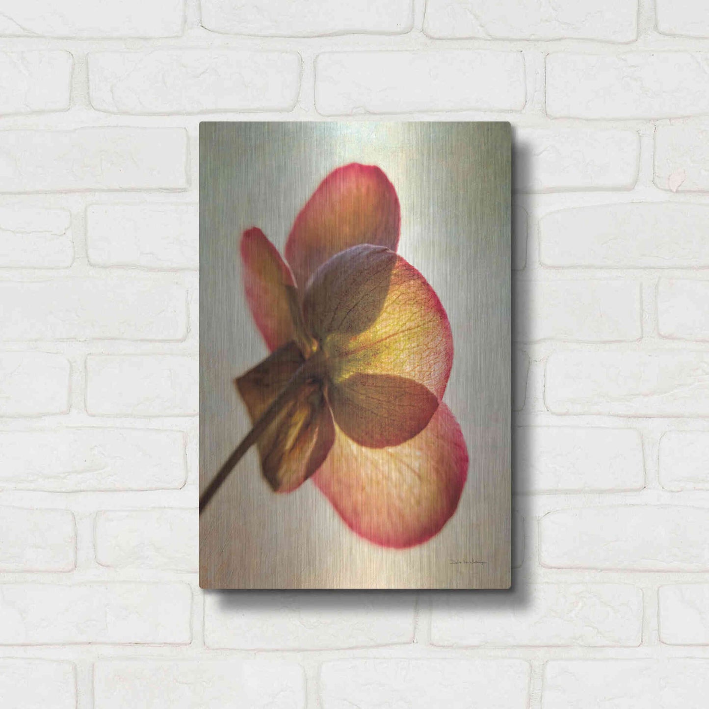 Luxe Metal Art 'Lenton Rose I' by Debra Van Swearingen, Metal Wall Art,12x16