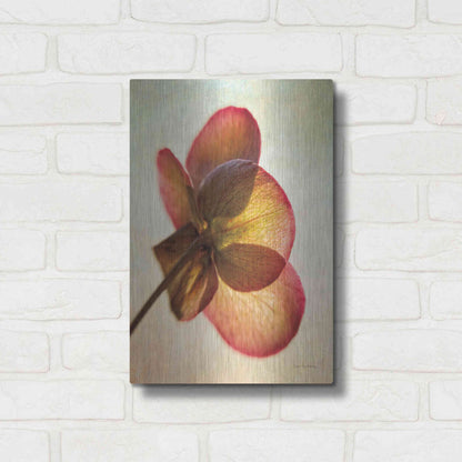 Luxe Metal Art 'Lenton Rose I' by Debra Van Swearingen, Metal Wall Art,12x16