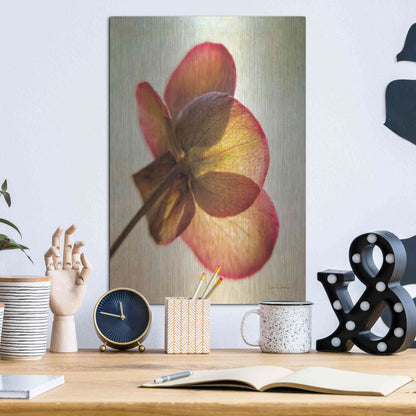 Luxe Metal Art 'Lenton Rose I' by Debra Van Swearingen, Metal Wall Art,12x16
