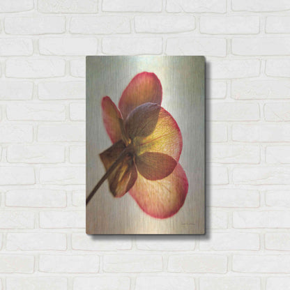 Luxe Metal Art 'Lenton Rose I' by Debra Van Swearingen, Metal Wall Art,16x24