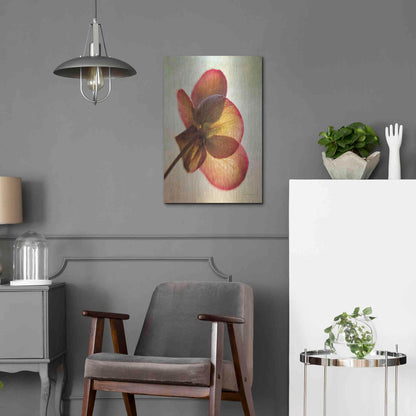 Luxe Metal Art 'Lenton Rose I' by Debra Van Swearingen, Metal Wall Art,16x24