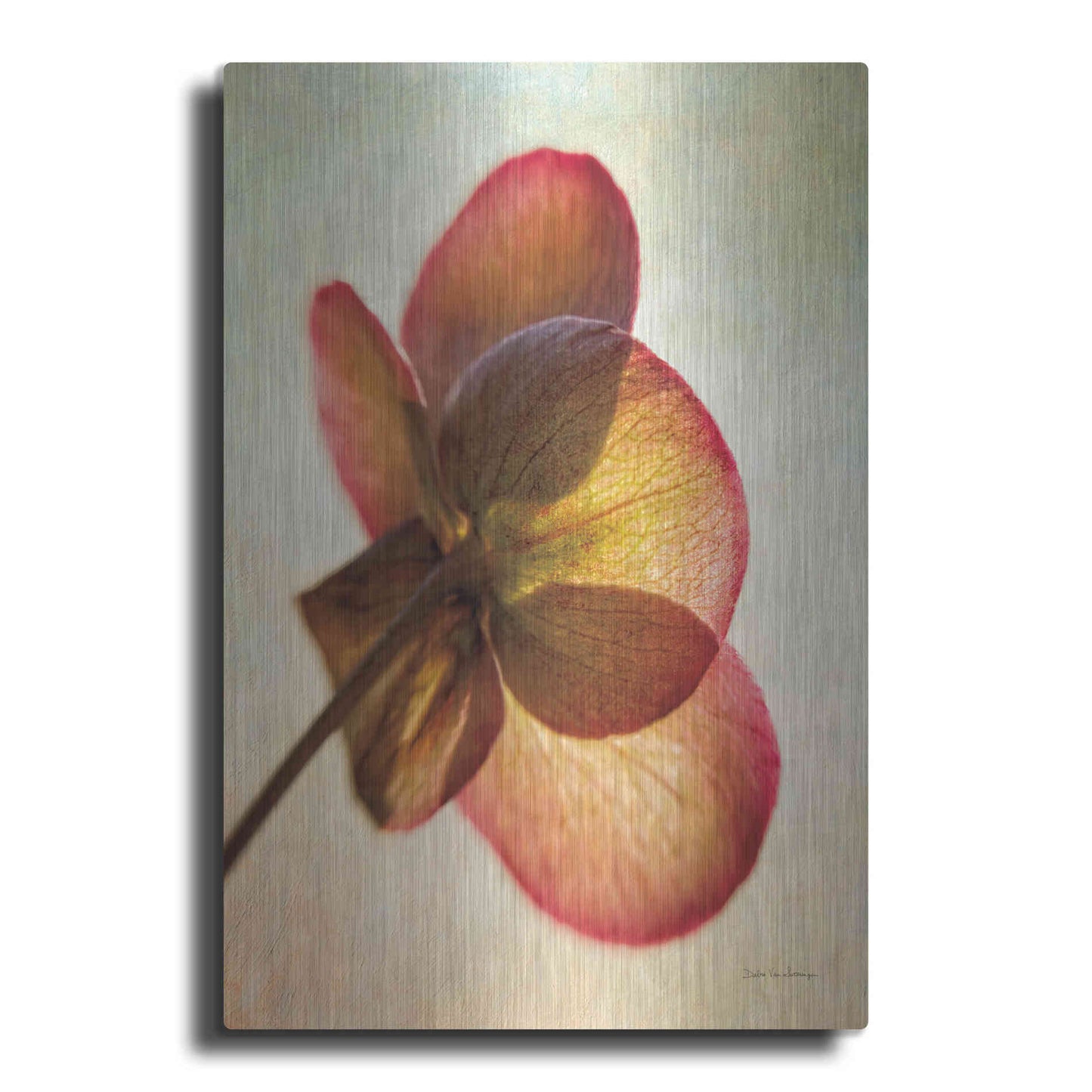 Luxe Metal Art 'Lenton Rose I' by Debra Van Swearingen, Metal Wall Art