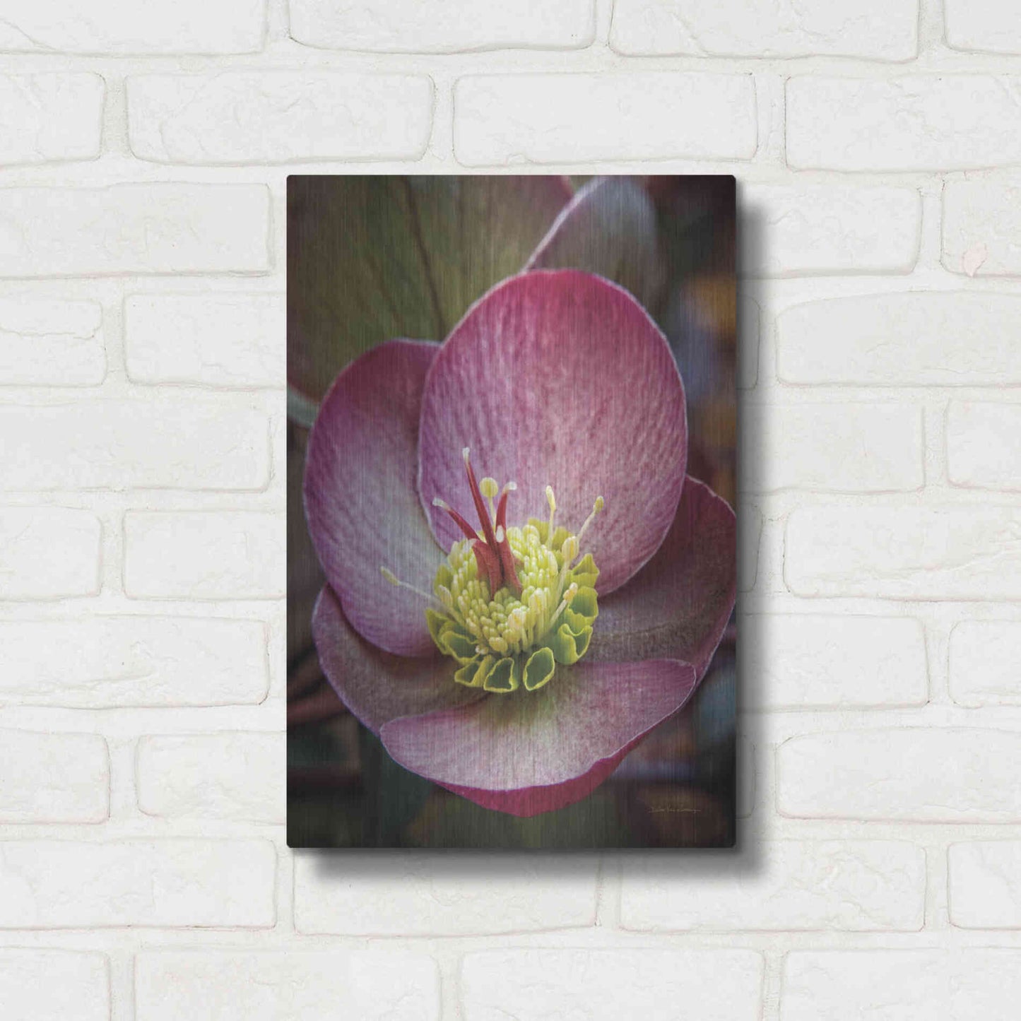 Luxe Metal Art 'Lenton Rose IV' by Debra Van Swearingen, Metal Wall Art,12x16