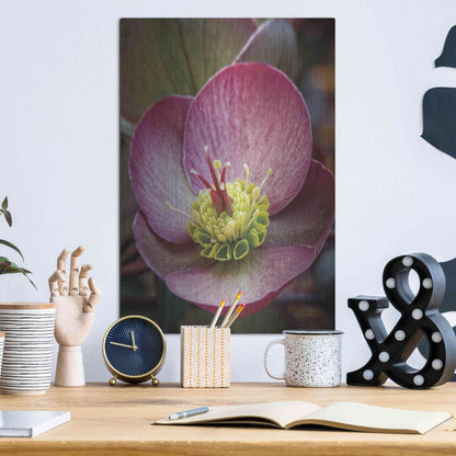 Luxe Metal Art 'Lenton Rose IV' by Debra Van Swearingen, Metal Wall Art,12x16